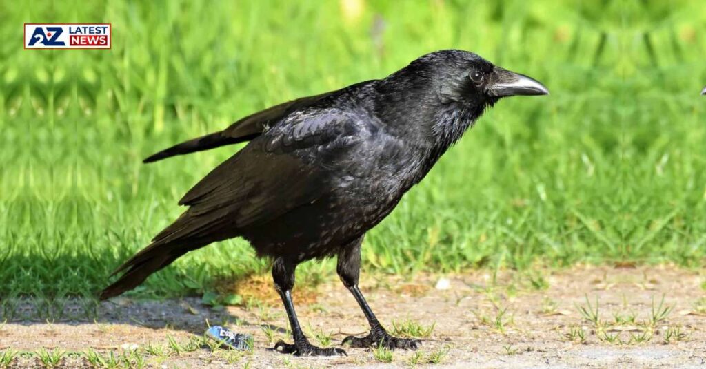 CHATUR CROW