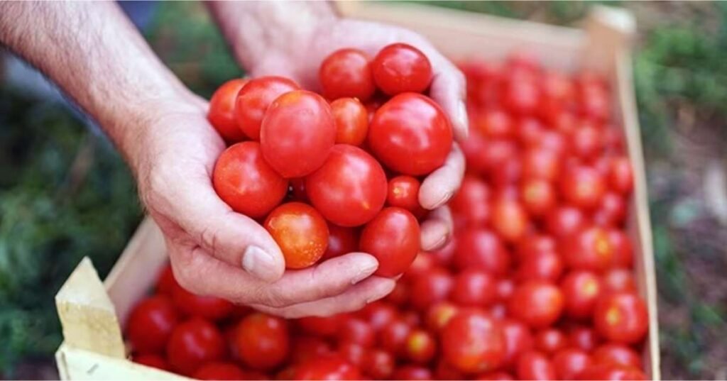 Tomato Image 2