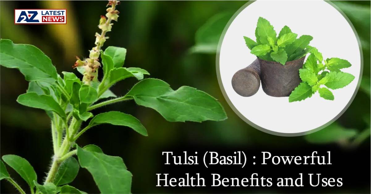 “Tulsi” के स्वास्थ्य लाभ: आपके स्वास्थ्य के लिए फायदेमंद, जानिए 5 शानदार फायदे