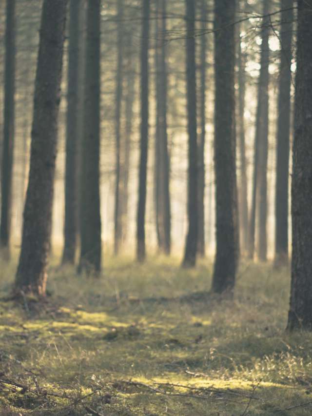 trees